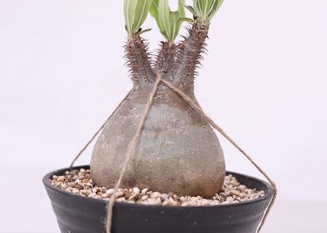 Pachypodium Gracilius パキポディウム  グラキリス  未発根  no.４　良形　緑肌　手のり