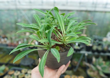 ユーフォルビア　鉄甲丸　Euphorbia  bupleurifolia