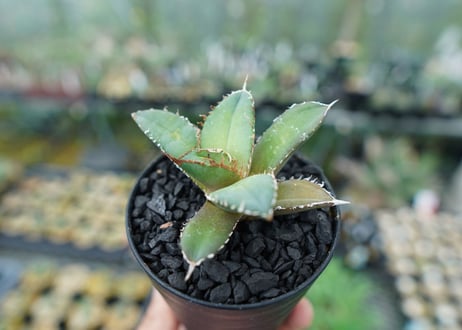 アガベ　チタノタ　FO-76　Agave titanota  FO-76　No.5