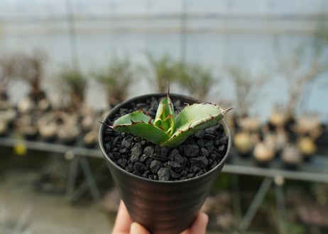 アガベ　チタノタ　 ブラックアンドブルー 　Agave titanota black and blue　No.1