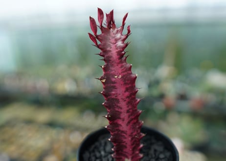ユーフォルビア　トリゴナ　Euphorbia trigona