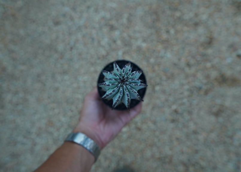 ユーフォルビア ホリダ スノーフレーク Euphorbia horrida 