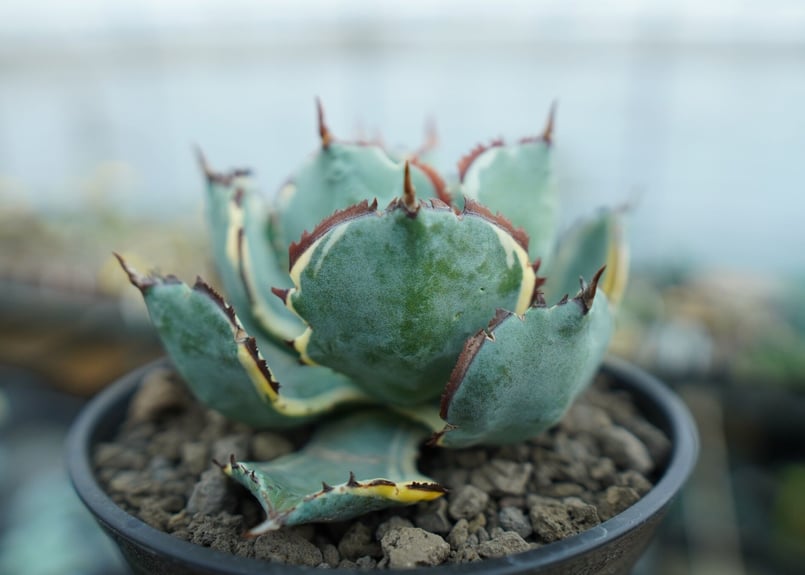 アガベ　兜蟹錦　抜き苗 アガベ 兜蟹錦斑入り抜き苗発送 - メルカリ