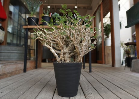 センナ　メリディオナリス　Senna meridionalis　No.3