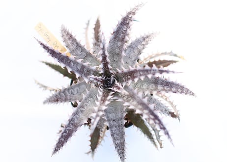 Dyckia  Gray ops x HH