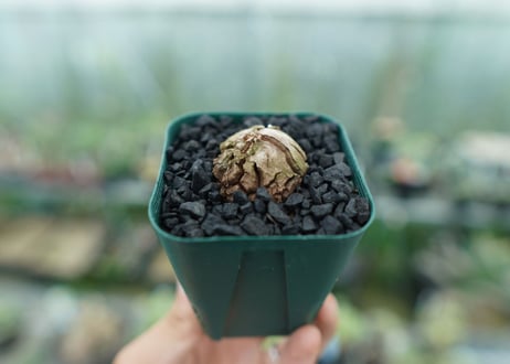 亀甲竜　Dioscorea elephantipes　No.5