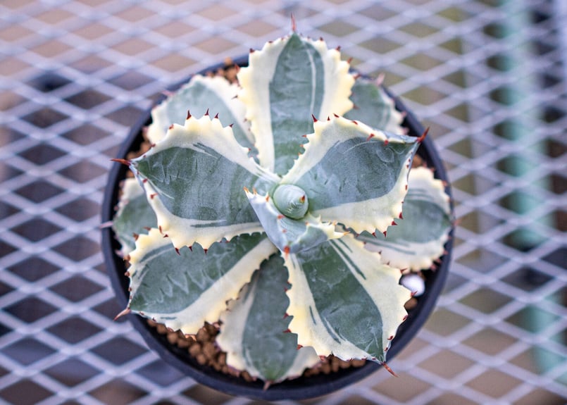 アガベ カブトガニ錦 | mana's farm:塊根植物・アガベ・ドライ