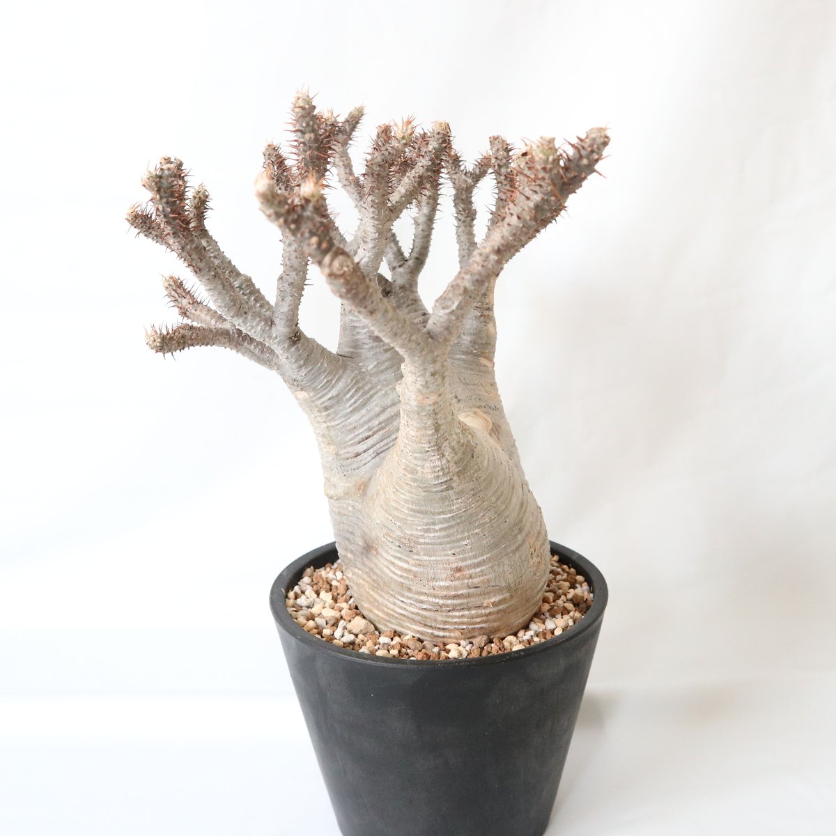 YOSIX様専用 現地球 発根済み】パキポディウムグラキリス⑦【良型 緑肌