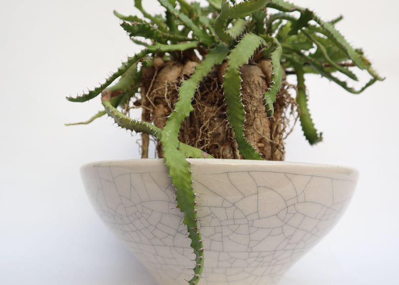 ユーフォルビア ステラータ 飛竜 | mana's farm:塊根植物・アガベ