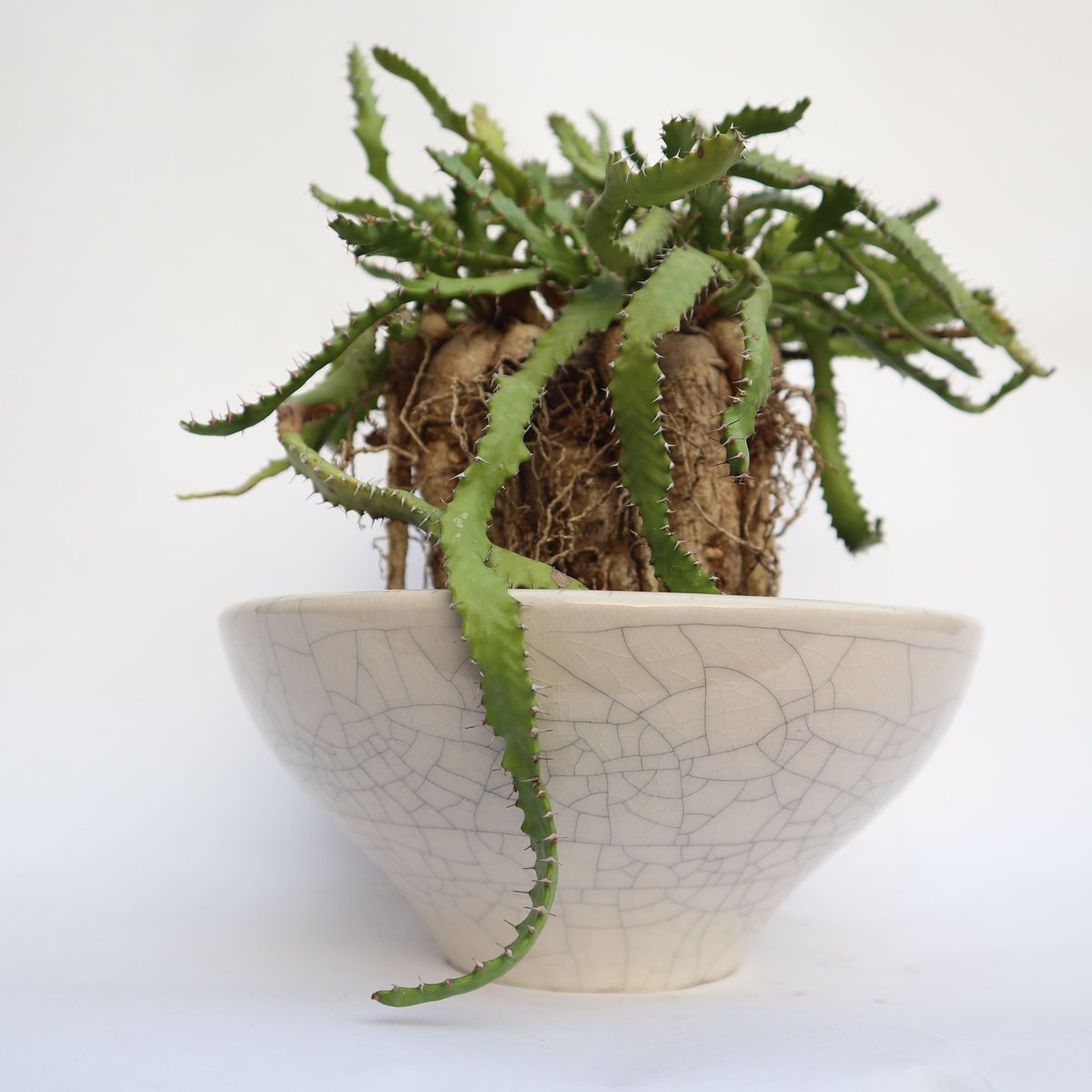 飛龍　ステラータ　美株 発根済み 飛龍 ステラータ 美株 発根済み 飛龍 ステラータ 美株 発根済み