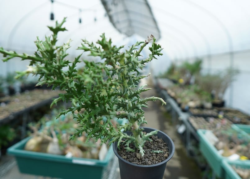 ユーフォルビア ステノクラーダ錦 Euphorbia Stenoclada | mana's