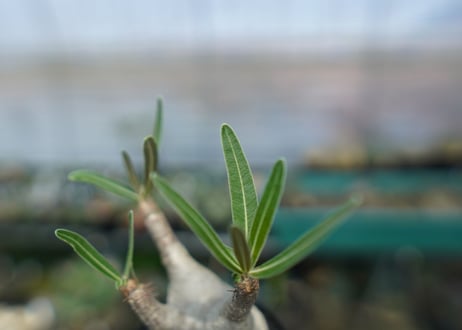 パキポディウム　グラキリス　 Pachypodium Gracilius  No.1