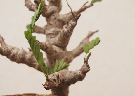 センナ メリディオナリス Senna meridionalis