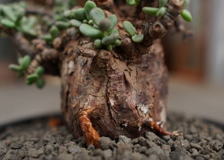 ケラリア  ピグマエア   Ceraria pygmaea