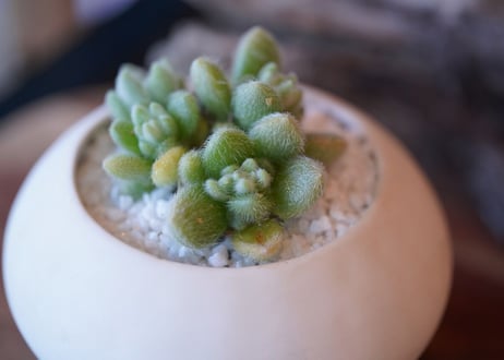 Sedum mocinianum