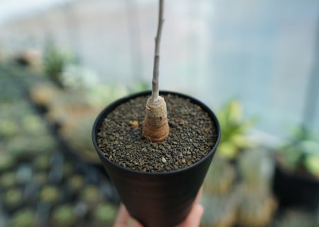 アデニア　イサロエンシス　Adenia isaloensis