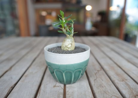 パキポディウム　サキュレンタム　Pachypodium succulentum