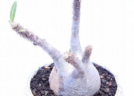 パキポディウム　グラキリス　超扁平