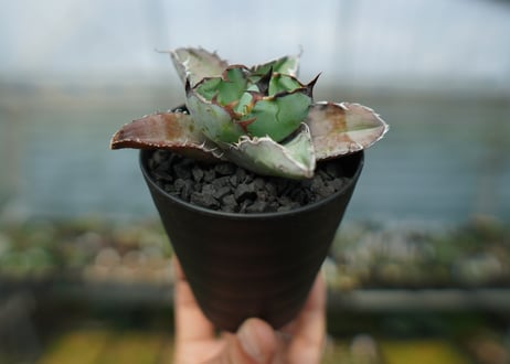 アガベ　チタノタ　 ブラックアンドブルー 　Agave titanota black and blue　No.5