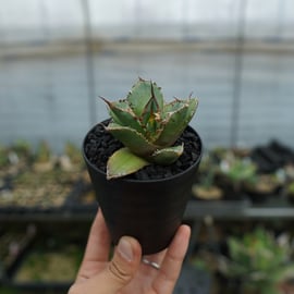 アガベ】期待の子株を多数アップします。 | mana's farm:塊根植物