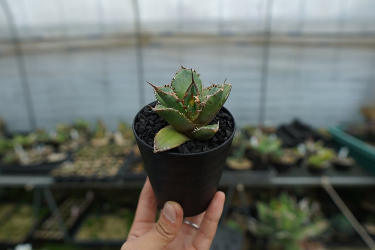 アガベ チタノタ FO-76 Agave titanota FO-76 No.3 | man