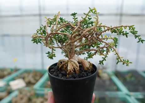 姫紅小松　Trichodiadema bulbosum  No.2