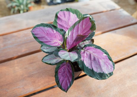 カラテア　ロゼオピクタ　ロージー　Calathea roseopicta ”Rosy”