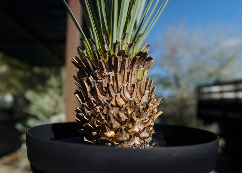 ユッカ ロストラータ | mana's farm:塊根植物・アガベ・ドライガーデン