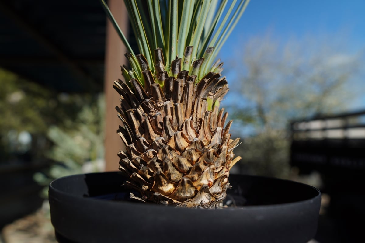 ユッカ ロストラータ | mana's farm:塊根植物・アガベ・ドライガーデン