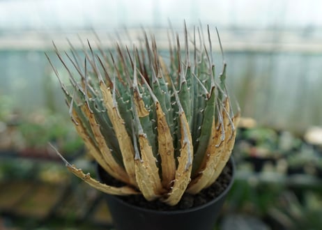 アガベ　ユタエンシス　Agave uthaensis　No.3