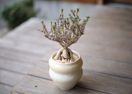 姫紅小松 　Trichodiadema bulbosum