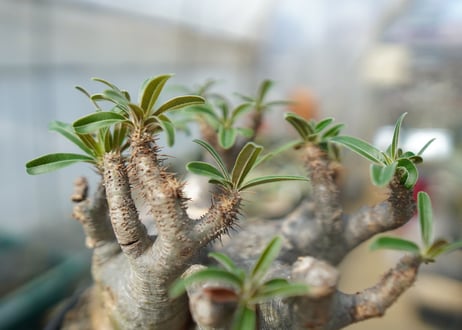 パキポディウム　グラキリス　 Pachypodium Gracilius　No.2