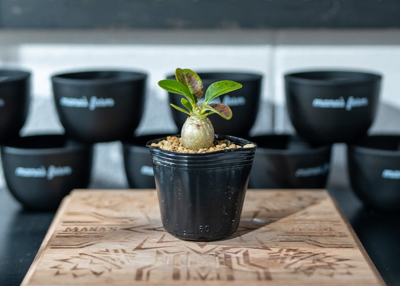 パキポディウム ウィンゾリー Pachypodium baronii var. windsor