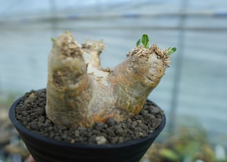 パキポディウム　エブレネウム　Pachypodium eburneum　No.2