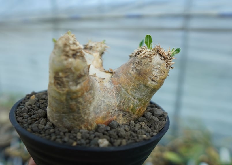 パキポディウム エブレネウム 2 【公式通販】