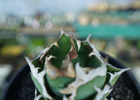 アガベ　チタノタ　螃蟹　Agave Titanota crab