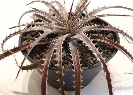Dyckia delicat GF F1 X (Arizona X ML)