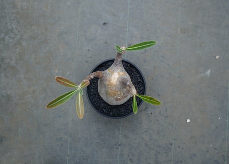 パキポディウム　グラキリス　 Pachypodium Gracilius  No.4