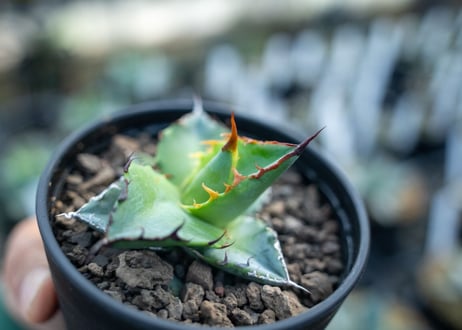 アガベ　チタノタ　ブルー　agave titanota Blue 　NO.5