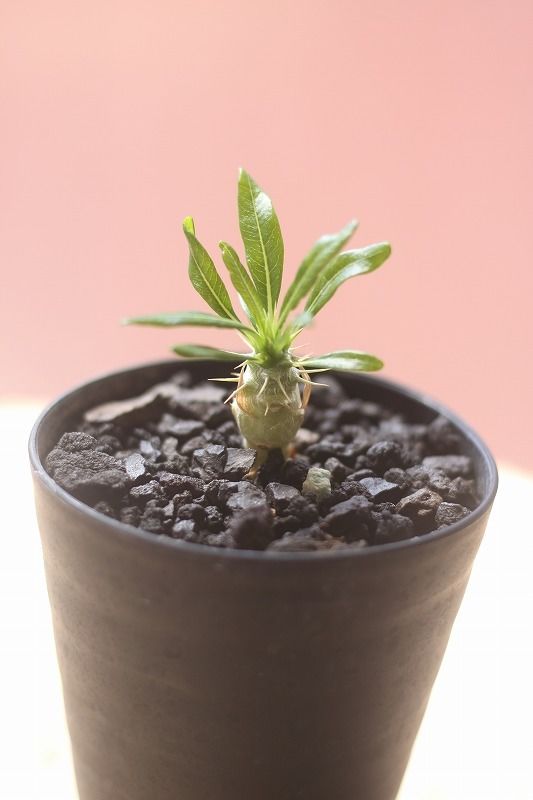 パキポディウム アンボンゲンセ 実生 | mana's green:塊根植物 パキポディウム アンボンゲンセ 実生 | mana's green:塊根植物