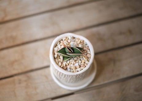 サンセベリア  ロリダ 　 Sansevieria rorida