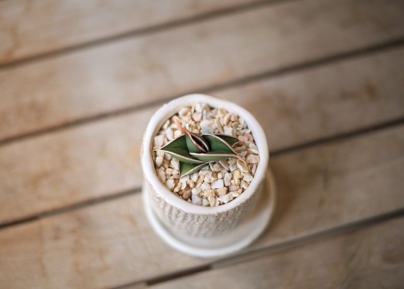 サンセベリア ロリダ Sansevieria rorida | mana's farm: