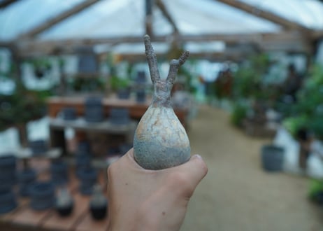 【抜き苗】パキポディウム　グラキリス　 Pachypodium Gracilius  No.6