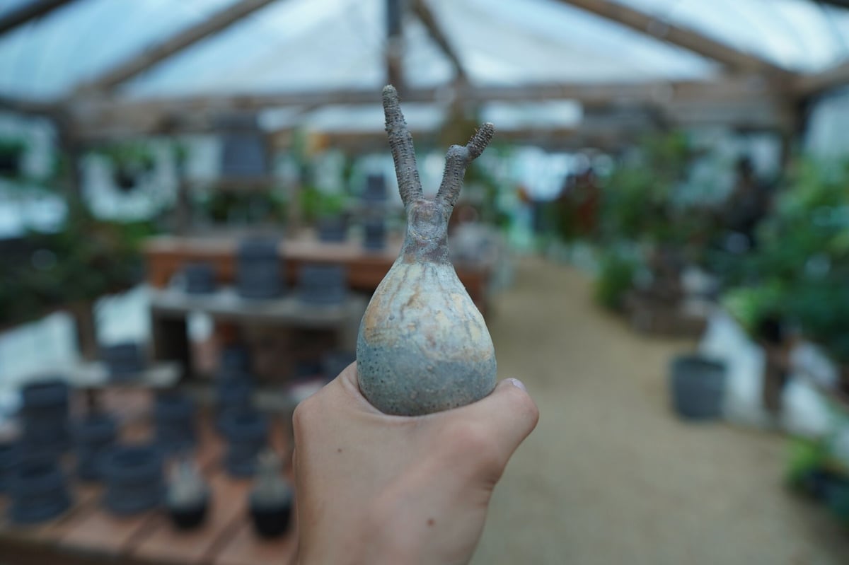 抜き苗】パキポディウム グラキリス Pachypodium Gracilius No.6