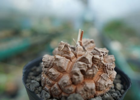 【長谷川園芸産】亀甲竜　Dioscorea elephantipes　No.3