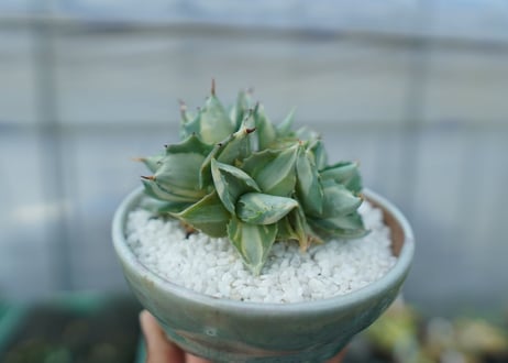 アガベ　王妃雷神錦　白中斑　Agave　“Ohi Raijin Nishiki Shironakahu”　No.2