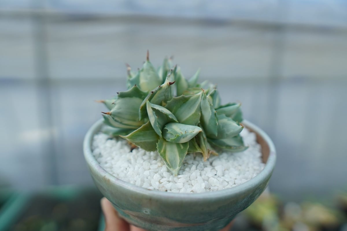 アガベ 王妃雷神錦 白中斑 Agave “Ohi Raijin Nishiki Shirona アガベ 王妃雷神錦 白中斑 Agave “Ohi Raijin Nishiki Shirona