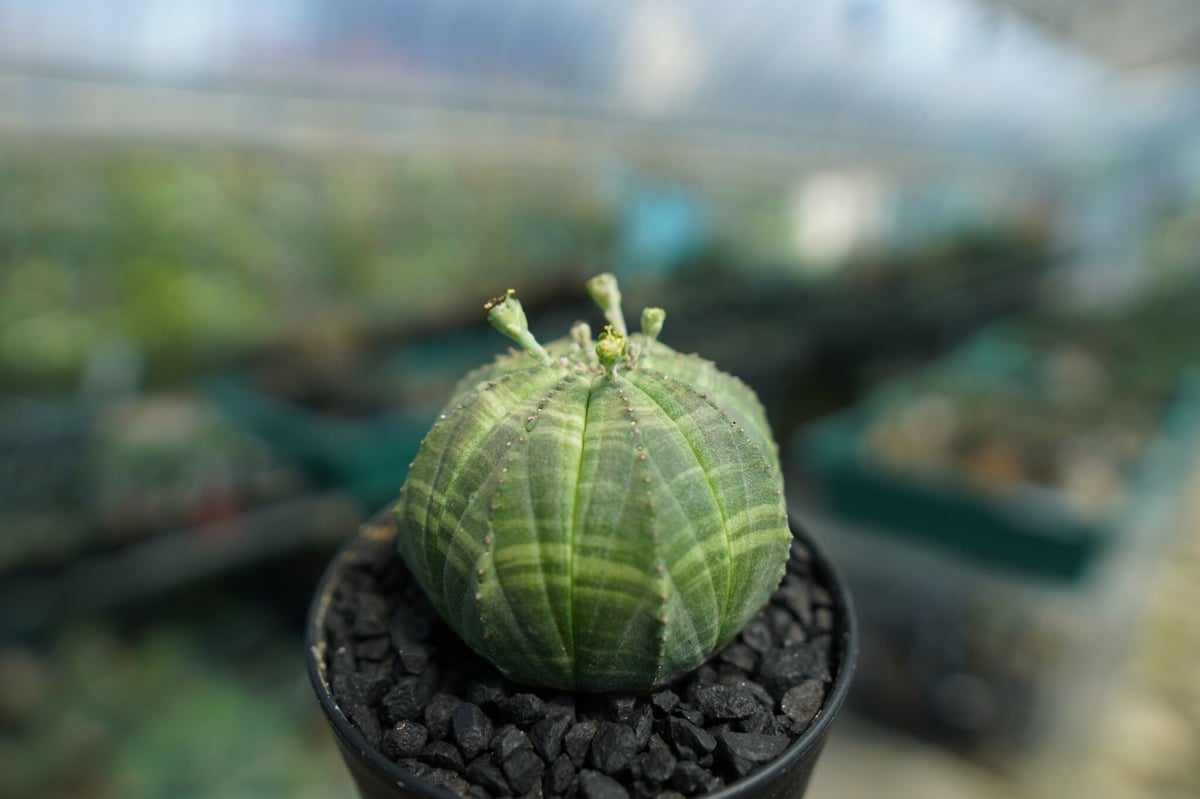 Euphorbia obesa ユーフォルビア オベサ 塊根植物 ユーフォルビア オベサ Euphorbia obesa | mana's farm:塊根植物・