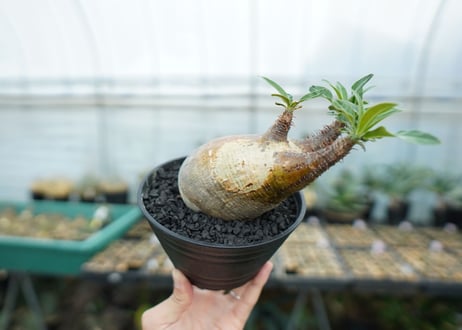 パキポディウム　グラキリス　 Pachypodium Gracilius  No.4