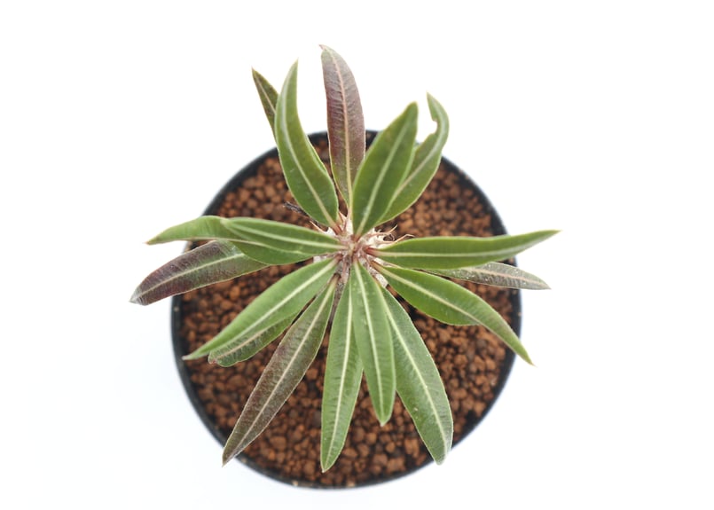 塊根植物　パキポディウム 　カクチペス Amazon｜【現品限り】パキポディウム・カクチペス【F1